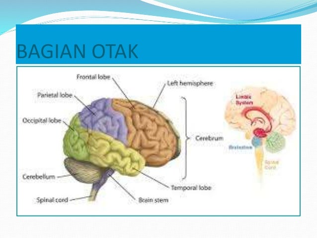 Capability of human brain