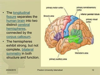 Aphasia, Laterlization Of Speech, Apraxia.pptx