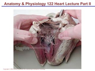 Anatomy & Physiology 122 Heart Lecture Part II 