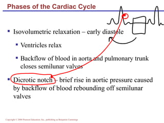 Phases of the Cardiac Cycle Isovolumetric relaxation – early diastole Ventricles relax Backflow of blood in aorta and pulmonary trunk closes semilunar valves Dicrotic notch – brief rise in aortic pressure caused by backflow of blood rebounding off semilunar valves 