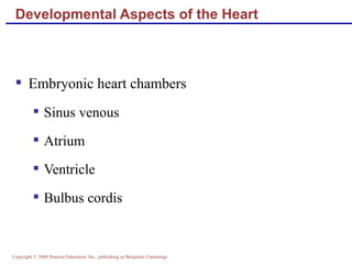 Developmental Aspects of the Heart Embryonic heart chambers Sinus venous Atrium Ventricle Bulbus cordis 