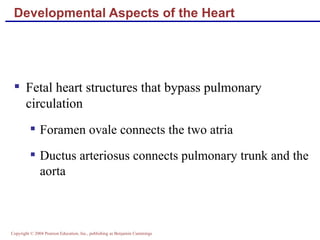 Developmental Aspects of the Heart Fetal heart structures that bypass pulmonary circulation Foramen ovale connects the two atria  Ductus arteriosus connects pulmonary trunk and the aorta 