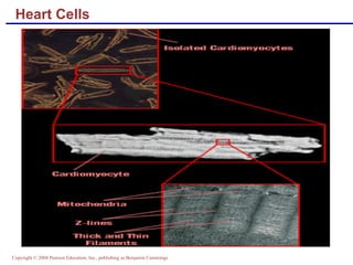 Heart Cells 