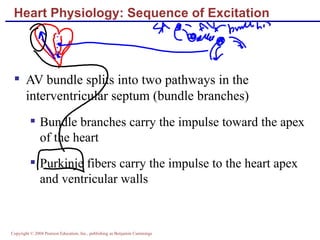 Heart Physiology: Sequence of Excitation AV bundle splits into two pathways in the interventricular septum (bundle branches) Bundle branches carry the impulse toward the apex of the heart Purkinje fibers carry the impulse to the heart apex and ventricular walls 