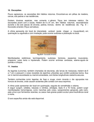 324
10. Escorpiões
Pouco agressivos, os escorpiões têm hábitos noturnos. Encontram-se em pilhas de madeira,
cercas, sob pedras e nas residências.
Existem diversas espécies, mas somente o gênero Tityus tem interesse médico. Os
escorpiões picam com a cauda, medem de 6 a 8 em, têm hábitos noturnos, escondendose
durante o dia sob cascas de árvores, pedras, troncos, dentro de residências etc. Fig. 9 -
Escorpião amarelo (Tityus serrulatus).
A vítima apresenta dor local de intensidade variável (pode chegar a insuportável), em
queimação ou agulhada e com irradiação; pode ocorrer sudorese e piloereção no local.
Fig 23.9 – Escorpião Amarelo.
Manifestações sistêmicas: lacrimejamento, sudorese, tremores, espasmos musculares,
priapismo, pulso lento e hipotensão. Podem ocorrer arritmias cardíacas, edema agudo de
pulmão e choque.
11. Insetos
As lagartas (Lonomia), também chamadas de taturanas, são larvas de mariposas, medem de 6
a 7 em e possuem o corpo revestido de espinhos urticantes que contêm poderosa toxina. Sua
cor é marrom-esverdeada ou marrom-amarelada, com listras longitudinais castanho-escuras.
Também conhecidas como lagartas de fogo e oruga, vivem durante o dia agrupadas nos
troncos de árvores, onde causam acidentes pelo contato com seus espinhos.
A vítima pode apresentar dor local em queimação, seguida de vermelhidão e edema.
A seguir surgem, cefaléia, náuseas e vômitos, artralgias. Após 8 a 72 horas, podem surgir
manifestações hemorrágicas, como manchas pelo corpo, sangramentos gengivais, pelo nariz,
pela urina e por ferimentos recentes; os casos mais graves podem evoluir para insuficiência renal
e morte.
O soro específico ainda não está disponível.
 