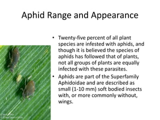 Apids Insects Aphid | PPTX