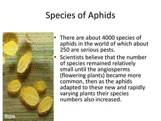 Species of Aphids
• There are about 4000 species of
aphids in the world of which about
250 are serious pests.
• Scientists believe that the number
of species remained relatively
small until the angiosperms
(flowering plants) became more
common, then as the aphids
adapted to these new and rapidly
varying plants their species
numbers also increased.
 