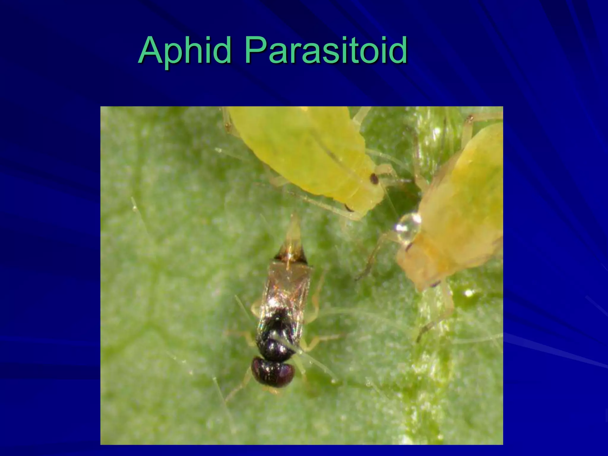 IPM - Aphid | PPT