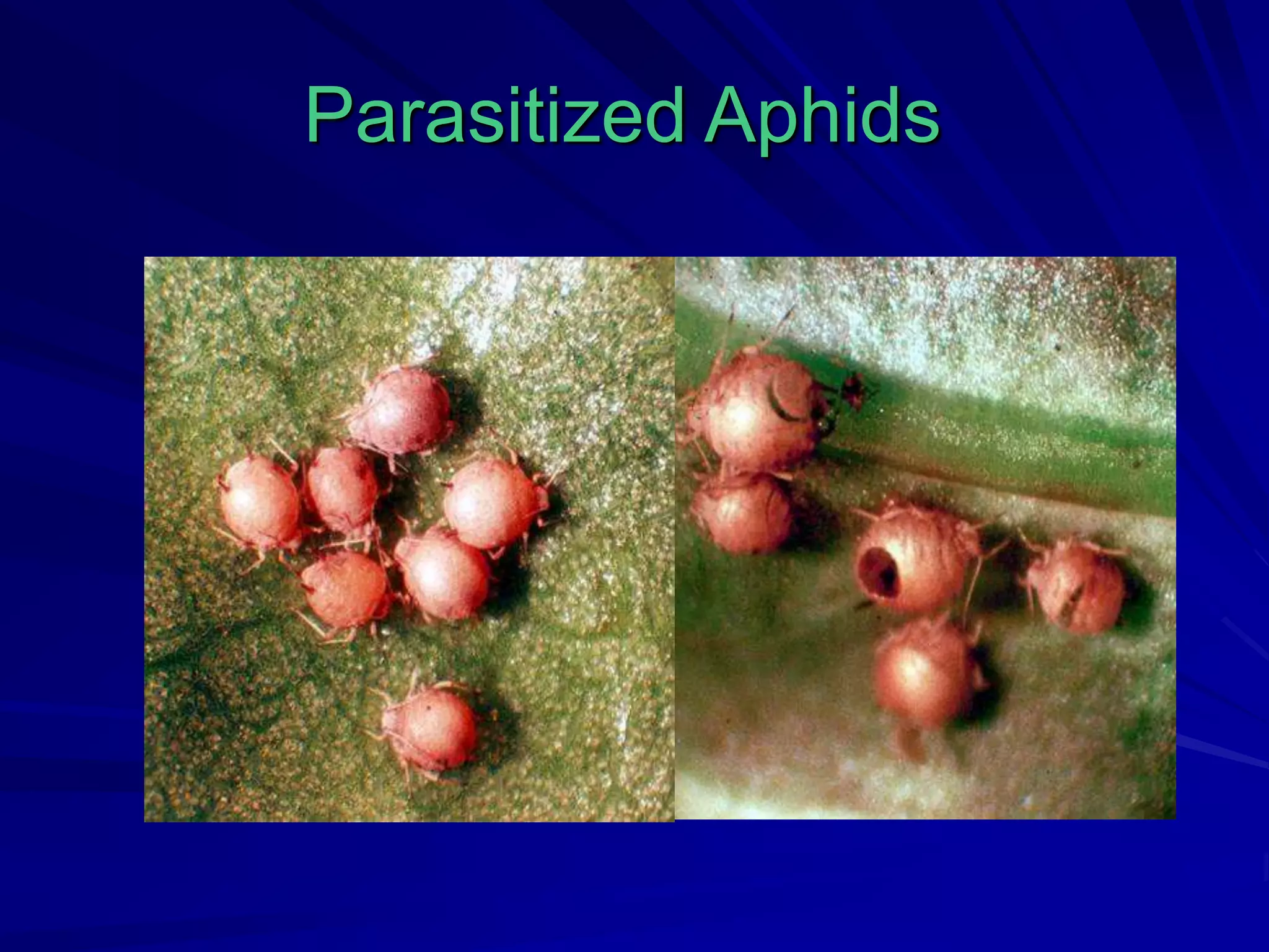 IPM - Aphid | PPT