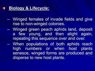 Biology & Lifecycle:
– Winged females of invade fields and give
rise to non-winged colonies.
– Winged green peach aphids land, deposit
a few young, and then alight again,
repeating this sequence over and over.
– When populations of both aphids reach
high numbers or when host plants
senesce, winged forms are produced and
disperse to new host plants.
 