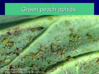 Green peach aphids.
 