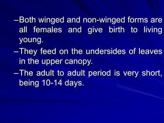 –Both winged and non-winged forms are
all females and give birth to living
young.
–They feed on the undersides of leaves
in the upper canopy.
–The adult to adult period is very short,
being 10-14 days.
 