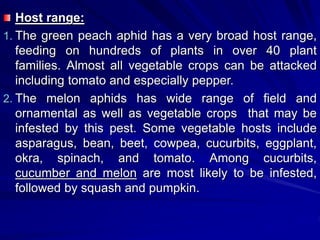 Host range:
1. The green peach aphid has a very broad host range,
feeding on hundreds of plants in over 40 plant
families. Almost all vegetable crops can be attacked
including tomato and especially pepper.
2. The melon aphids has wide range of field and
ornamental as well as vegetable crops that may be
infested by this pest. Some vegetable hosts include
asparagus, bean, beet, cowpea, cucurbits, eggplant,
okra, spinach, and tomato. Among cucurbits,
cucumber and melon are most likely to be infested,
followed by squash and pumpkin.
 
