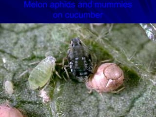 Melon aphids and mummies
on cucumber
 