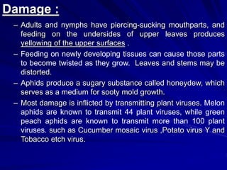 Damage :
– Adults and nymphs have piercing-sucking mouthparts, and
feeding on the undersides of upper leaves produces
yellowing of the upper surfaces .
– Feeding on newly developing tissues can cause those parts
to become twisted as they grow. Leaves and stems may be
distorted.
– Aphids produce a sugary substance called honeydew, which
serves as a medium for sooty mold growth.
– Most damage is inflicted by transmitting plant viruses. Melon
aphids are known to transmit 44 plant viruses, while green
peach aphids are known to transmit more than 100 plant
viruses. such as Cucumber mosaic virus ,Potato virus Y and
Tobacco etch virus.
 
