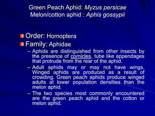 Green Peach Aphid: Myzus persicae
Melon/cotton aphid : Aphis gossypii
Order: Homoptera
Family: Aphidae
– Aphids are distinguished from other insects by
the presence of cornicles, tube like appendages
that protrude from the rear of the aphid.
– Adult aphids may or may not have wings.
Winged aphids are produced as a result of
crowding. Green peach aphids produce winged
adults at lower population densities than the
melon aphid.
– The two species most commonly encountered
are the green peach aphid and the cotton or
melon aphid.
 