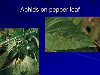 Aphids on pepper leaf
 