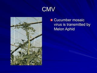 CMV
Cucumber mosaic
virus is transmitted by
Melon Aphid
 