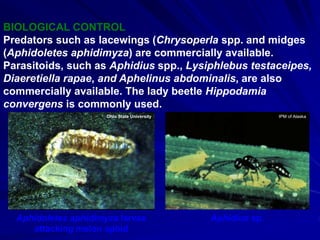 BIOLOGICAL CONTROL
Predators such as lacewings (Chrysoperla spp. and midges
(Aphidoletes aphidimyza) are commercially available.
Parasitoids, such as Aphidius spp., Lysiphlebus testaceipes,
Diaeretiella rapae, and Aphelinus abdominalis, are also
commercially available. The lady beetle Hippodamia
convergens is commonly used.
Aphidius sp.Aphidoletes aphidimyza larvae
attacking melon aphid
Ohio State University IPM of Alaska
 