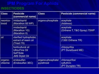 IPM Program For Aphids
INSECTICIDES
Class Pesticide
(commercial name)
Class Pesticide (commercial name)
neonico-
tinoid
imidacloprid
(Marathon 60 WP)
organo-phosphate acephate
(Address)
imidacloprid
(Marathon 1G)
(Marathon II)
acephate
(Orthene T, T&O Spray) 75WP
oil clarified hydrophobic
extract of neem oil
(Triact 70)
acephate
(1300 Orthene TR)
horticultural oil
Ultra-Fine Oil
SafTSide
JMS Stylet Oil
chlorpyrifos
(PT DuraGuard ME)
organo-
chlorine
endosulfan
(Endosulfan 3EC)
organo-phosphate/
pyrethroid
chloropyrifos/
cyfluthrin
(PT Duraplex TR)
 