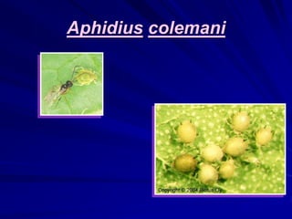 Aphidius colemani
 