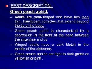PEST DESCRIPTION :
Green peach aphid:
– Adults are pear-shaped and have two long
thin, translucent cornicles that extend beyond
the tip of the body.
– Green peach aphid is characterized by a
depression in the front of the head between
the antennae and by
– Winged adults have a dark blotch in the
middle of the abdomen.
– Green peach aphids are light to dark green or
yellowish or pink .
 