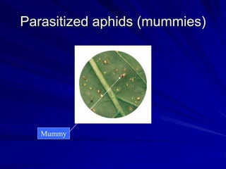 Parasitized aphids (mummies)
Mummy
 