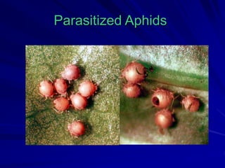 Parasitized Aphids
 