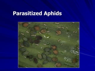 Parasitized Aphids
 