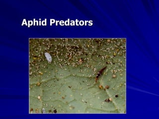 Aphid Predators
 