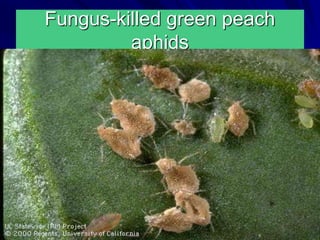 Fungus-killed green peach
aphids
 