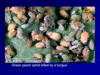 Green peach aphid killed by a fungus
 