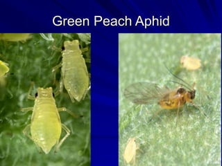 Green Peach Aphid
 