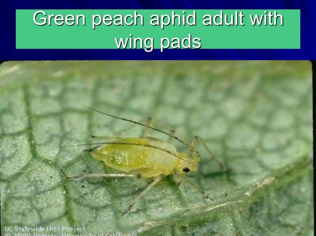 IPM - Aphid | PPT