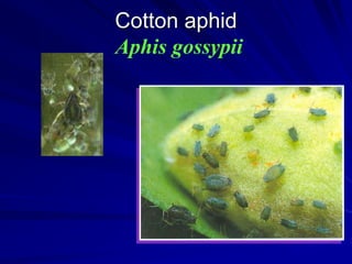 Cotton aphid
Aphis gossypii
 