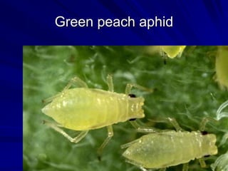 Green peach aphid
 