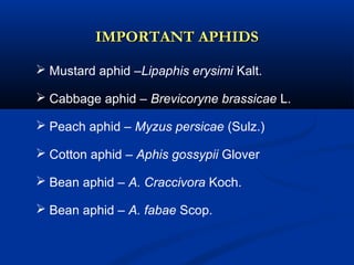 IMPORTANT APHIDSIMPORTANT APHIDS
 Mustard aphid –Lipaphis erysimi Kalt.
 Cabbage aphid – Brevicoryne brassicae L.
 Peach aphid – Myzus persicae (Sulz.)
 Cotton aphid – Aphis gossypii Glover
 Bean aphid – A. Craccivora Koch.
 Bean aphid – A. fabae Scop.
 