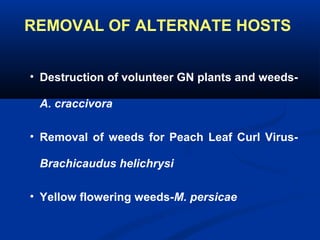 REMOVAL OF ALTERNATE HOSTS
• Destruction of volunteer GN plants and weeds-
A. craccivora
• Removal of weeds for Peach Leaf Curl Virus-
Brachicaudus helichrysi
• Yellow flowering weeds-M. persicae
 