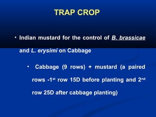 TRAP CROP
• Indian mustard for the control of B. brassicae
and L. erysimi on Cabbage
• Cabbage (9 rows) + mustard (a paired
rows -1st
row 15D before planting and 2nd
row 25D after cabbage planting)
 