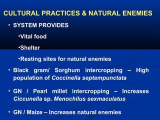 CULTURAL PRACTICES & NATURAL ENEMIES
• SYSTEM PROVIDES
•Vital food
•Shelter
•Resting sites for natural enemies
• Black gram/ Sorghum intercropping – High
population of Coccinella septempunctata
• GN / Pearl millet intercropping – Increases
Ciccunella sp. Menochilus sexmaculatus
• GN / Maize – Increases natural enemies
 