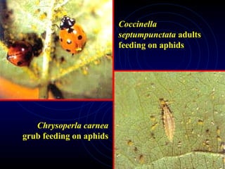 Chrysoperla carnea
grub feeding on aphids
Coccinella
septumpunctata adults
feeding on aphids
 