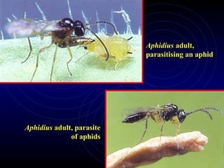 Aphidius adult, parasite
of aphids
Aphidius adult,
parasitising an aphid
 