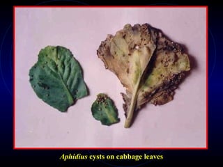 Aphidius cysts on cabbage leaves
 