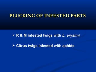 PLUCKING OF INFESTED PARTSPLUCKING OF INFESTED PARTS
 R & M infested twigs with L. erysimi
 Citrus twigs infested with aphids
 