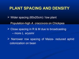 PLANT SPACING AND DENSITY
 Wider spacing (60x20cm) / low plant
Population-high A. craccivora on Chickpea
 Close spacing in R & M due to broadcasting
– more L. erysimi
 Narrower row spacing of Maize- reduced aphid
colonization on bean
 