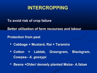INTERCROPPING
To avoid risk of crop failure
Better utilization of farm recourses and labour
Protection from pest
 Cabbage + Mustard, Rai + Taramira
 Cotton + Lablab, Greengram, Blackgram,
Cowpea– A. gossypi
 Beans +Older/ densely planted Maize- A.fabae
 