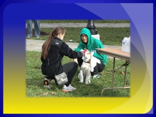 Alpha Phi Omega Run Like Dogs