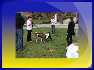 Alpha Phi Omega Run Like Dogs