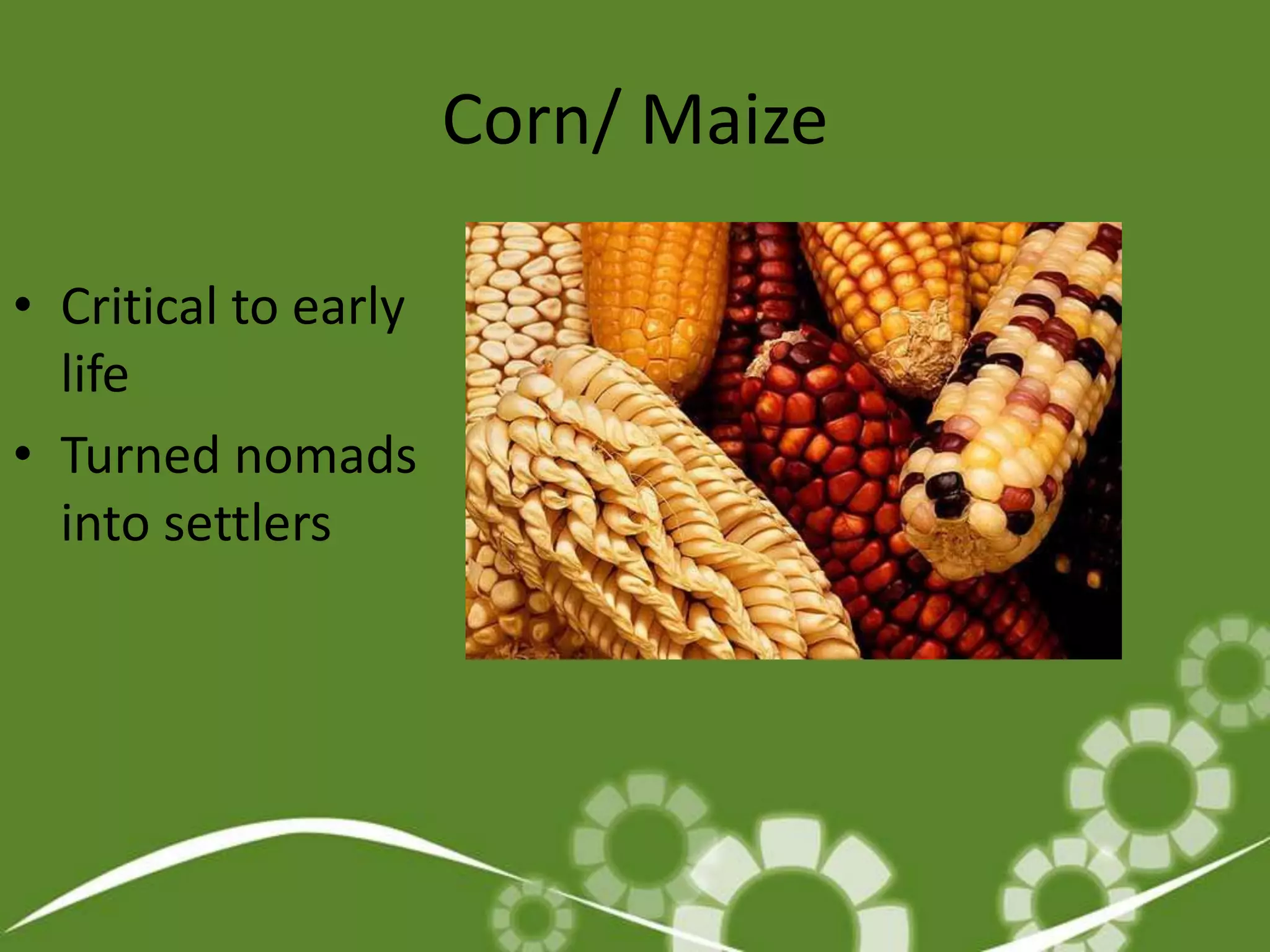 Corn/ MaizeCritical to early lifeTurned nomads into settlers 