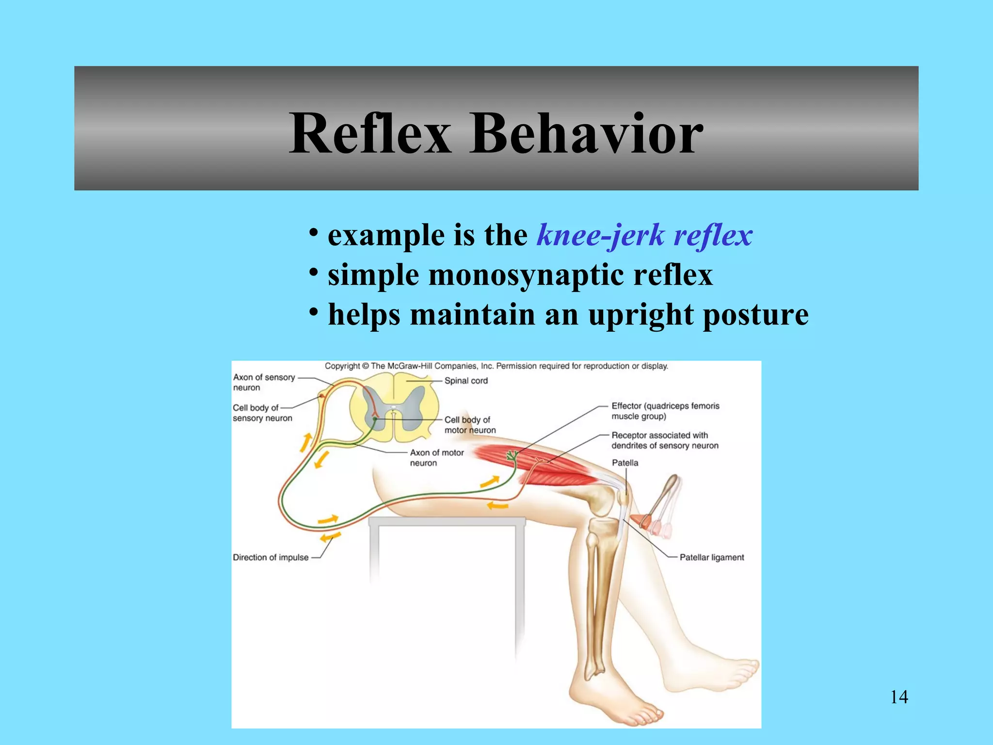Reflex Behavior Examples A & p holes' nervous 2 | PPT